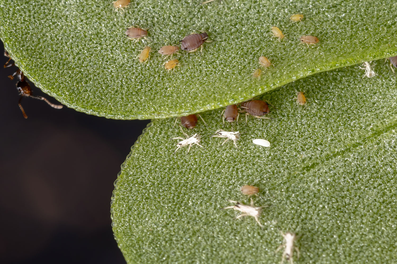 Brown Citrus Aphids of the species Toxoptera citricida eating the Common Purslane plant of the species Portulaca oleracea 