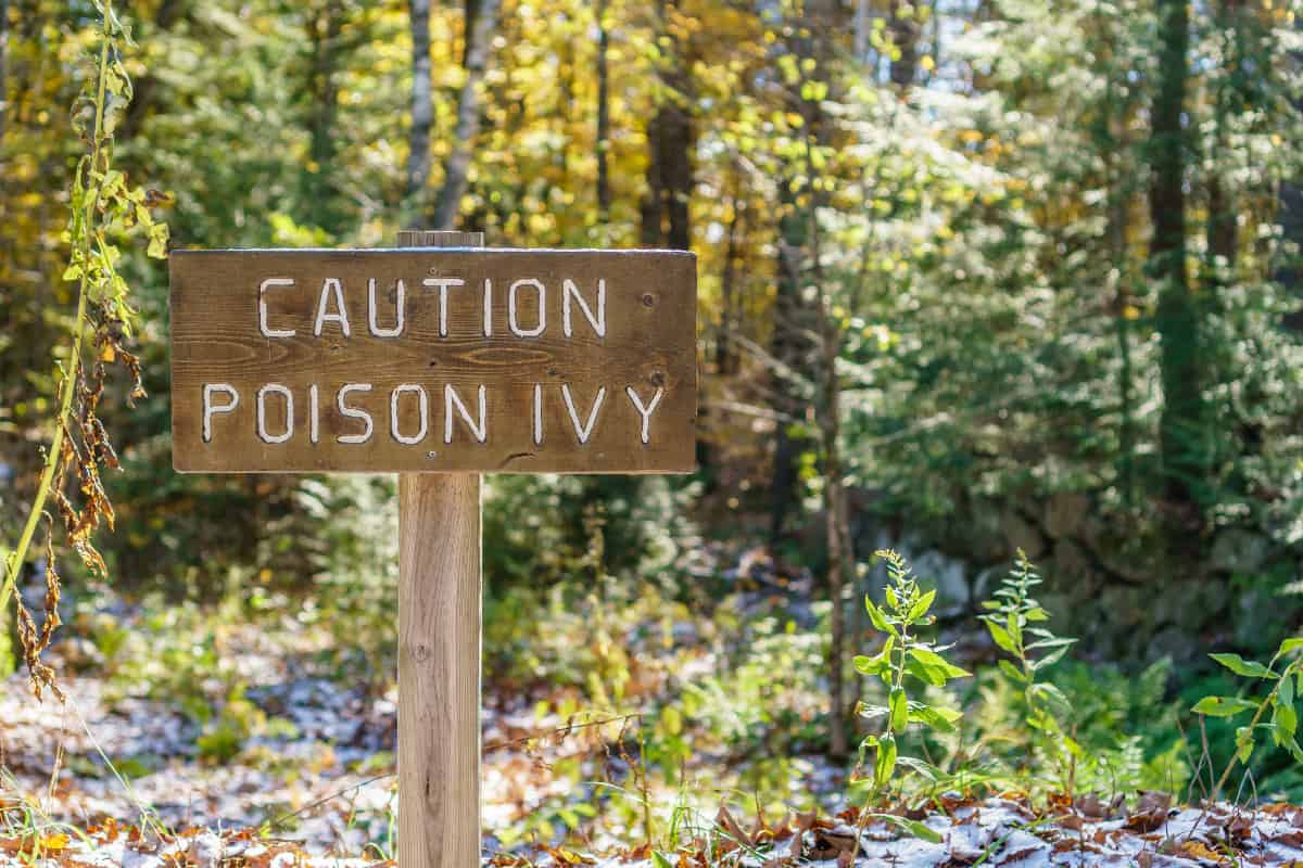 Brown sign with the words Caution Poison Ivy in a forest