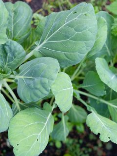 Brussel sprout plants growing in a vegetable plot, Are Brassicas Shade, Drought, & Frost Tolerant?