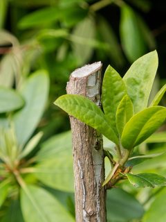Bud growth after Rhododendron shrub pruning, Can You Cut Rhododendrons To The Ground?