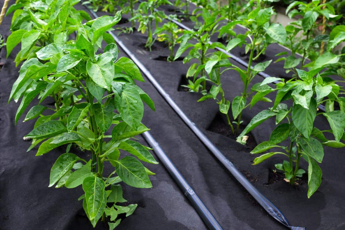 Bushes of sweet pepper, grown in a box for seedlings on a protective Polypropylene spunbond agriculture nonwoven. Use of micro-pouring 