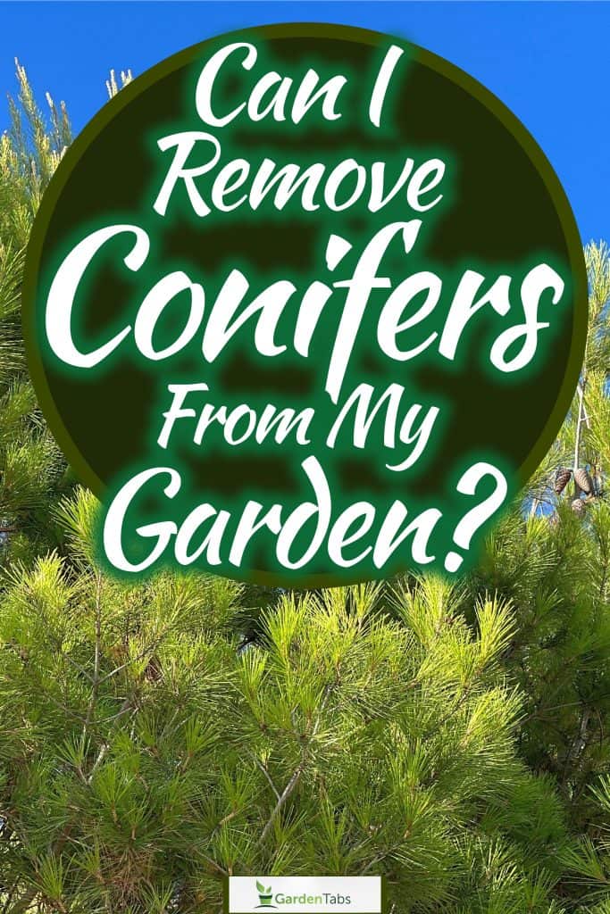 Tall Conifer trees at a protected park, Can I Remove Conifers From My Garden?