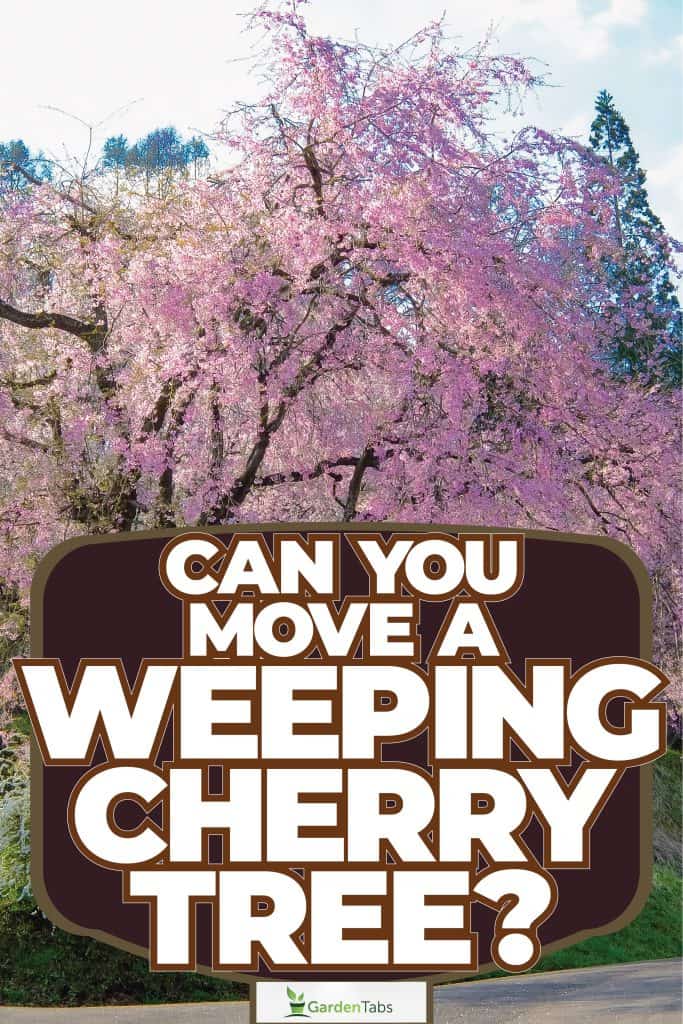 A tall weeping cherry tree photographed up close, Can You Move A Weeping Cherry Tree?