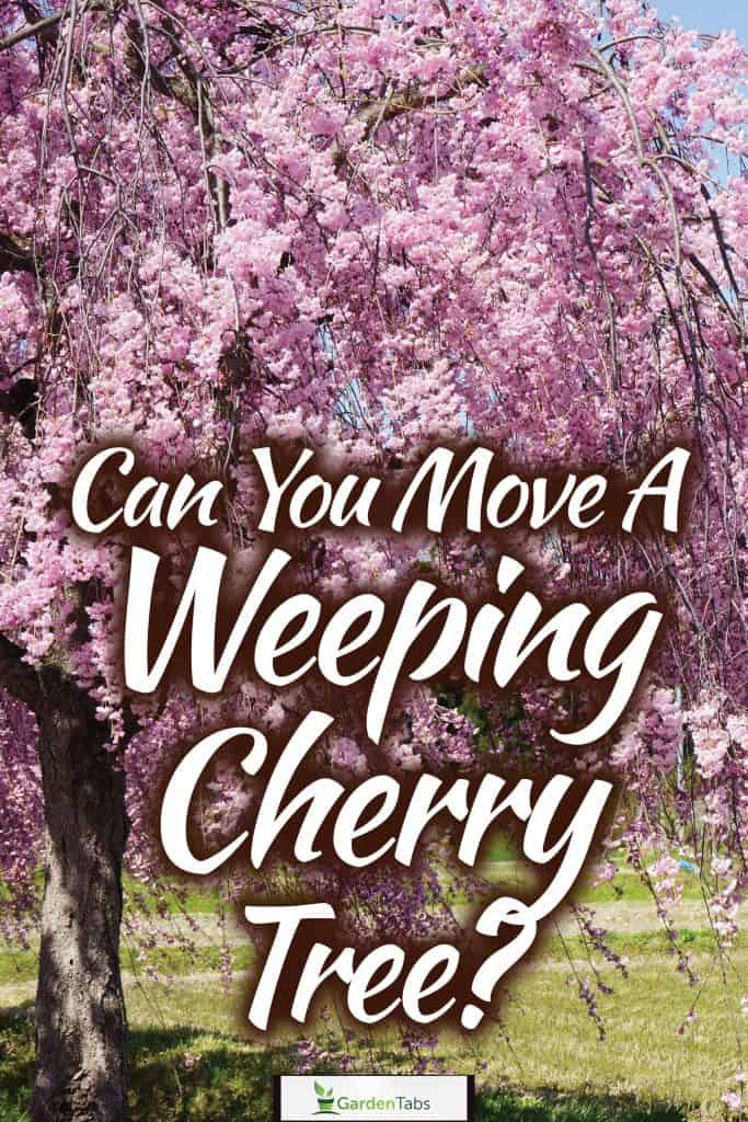 A tall weeping cherry tree photographed up close, Can You Move A Weeping Cherry Tree?