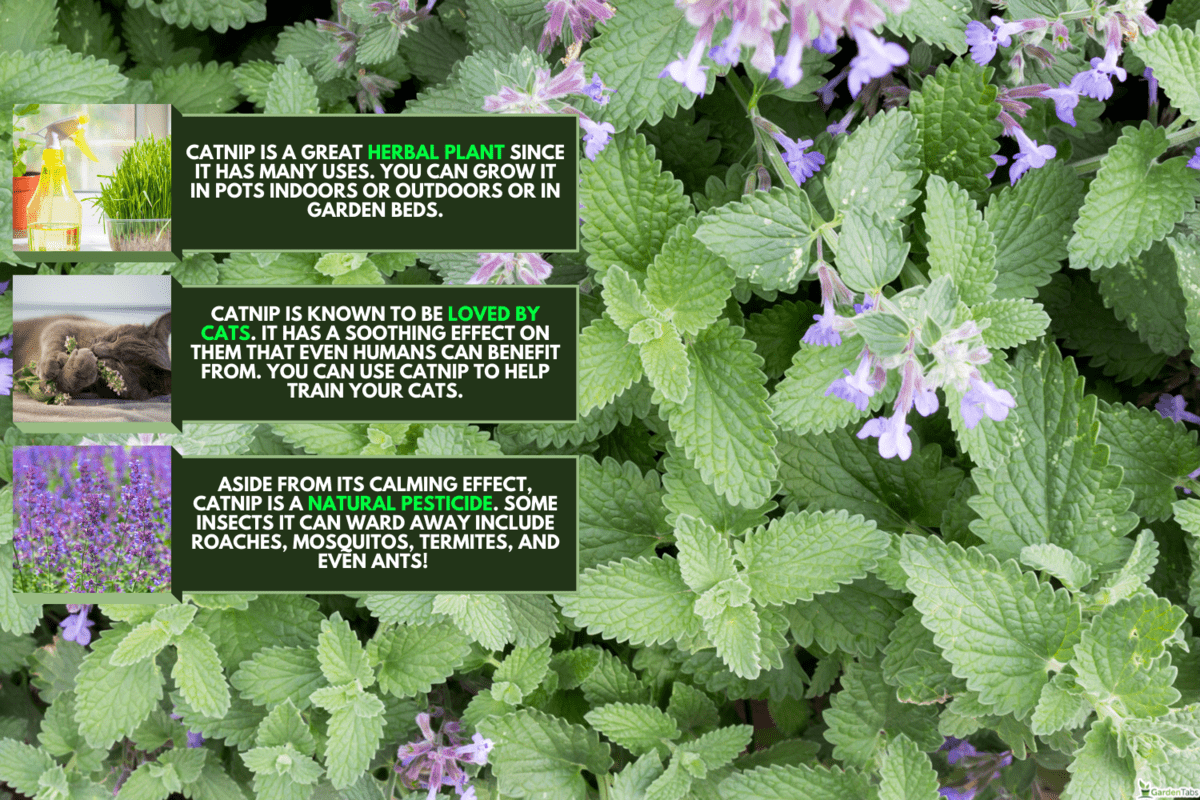 Catnip or catmint green herb background, My Catnip Is Not Flowering - Why? What To Do?