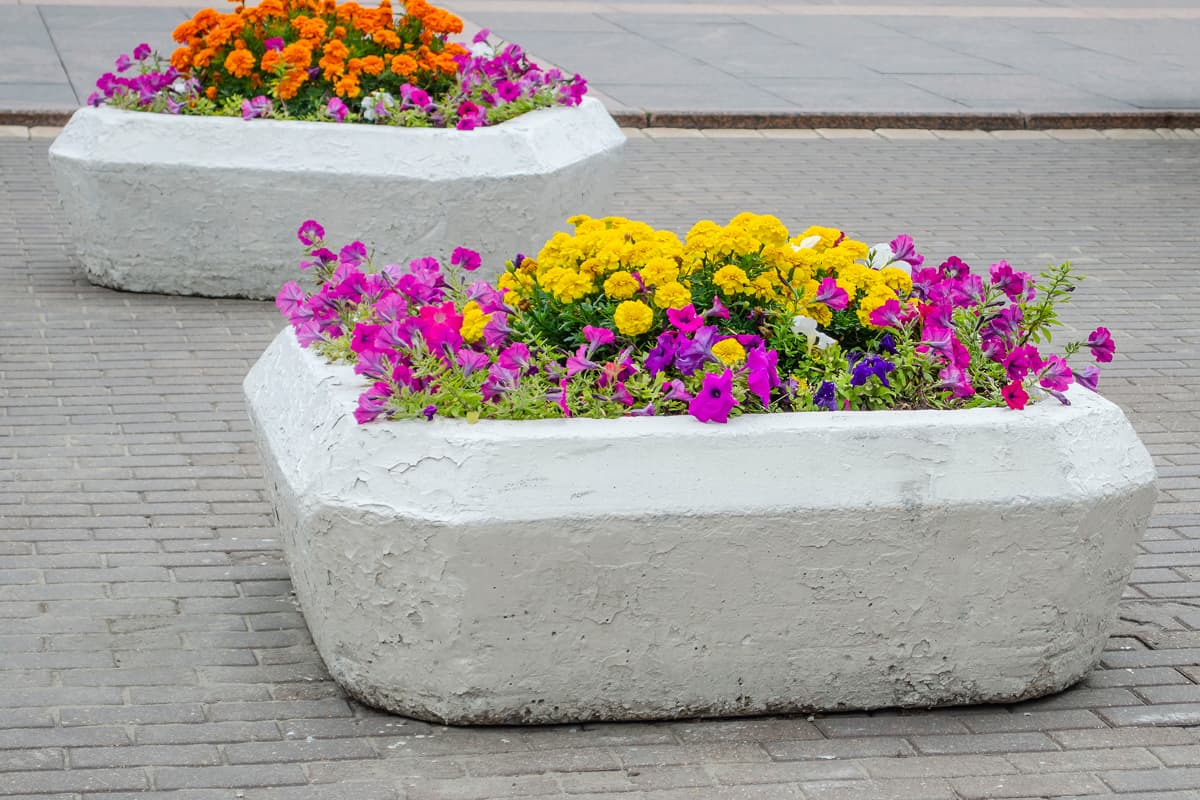 Cement flowerpots stochnye on the cobblestones and planted with marigolds