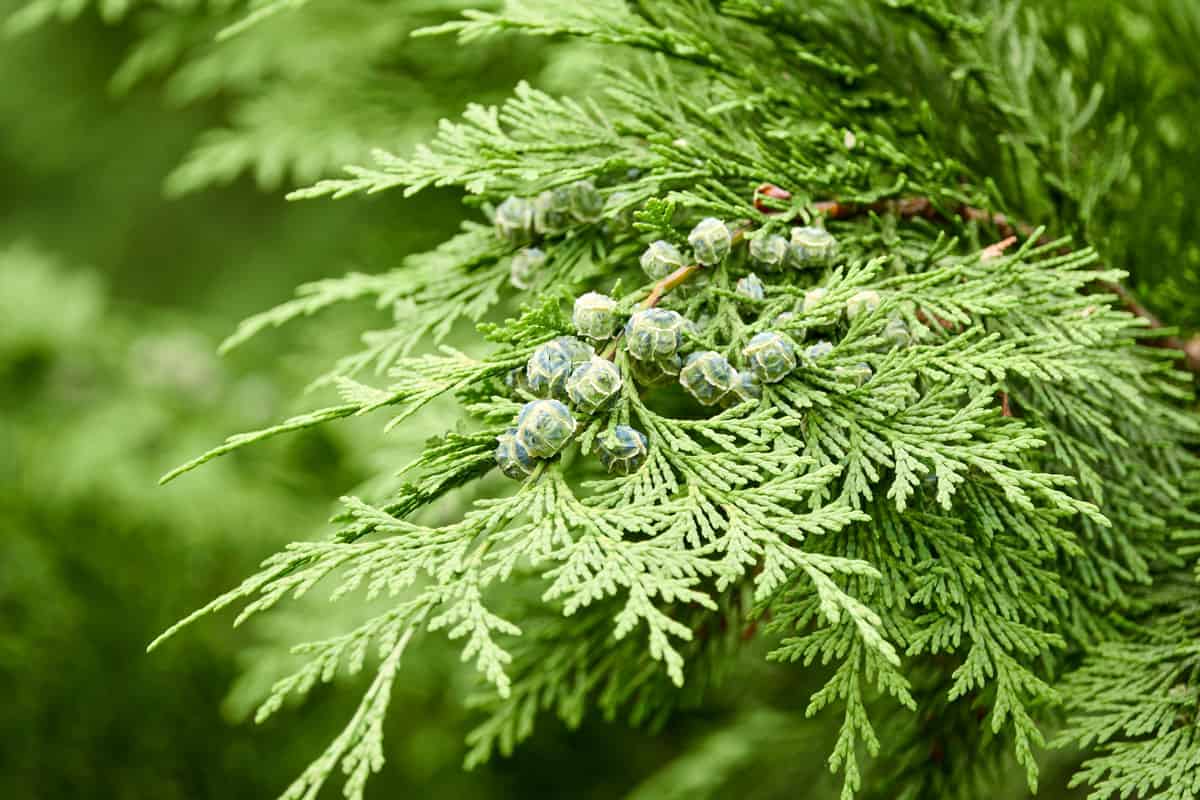 Chamaecyparis lawsoniana, known as Port Orford cedar or Lawson cypress close up
