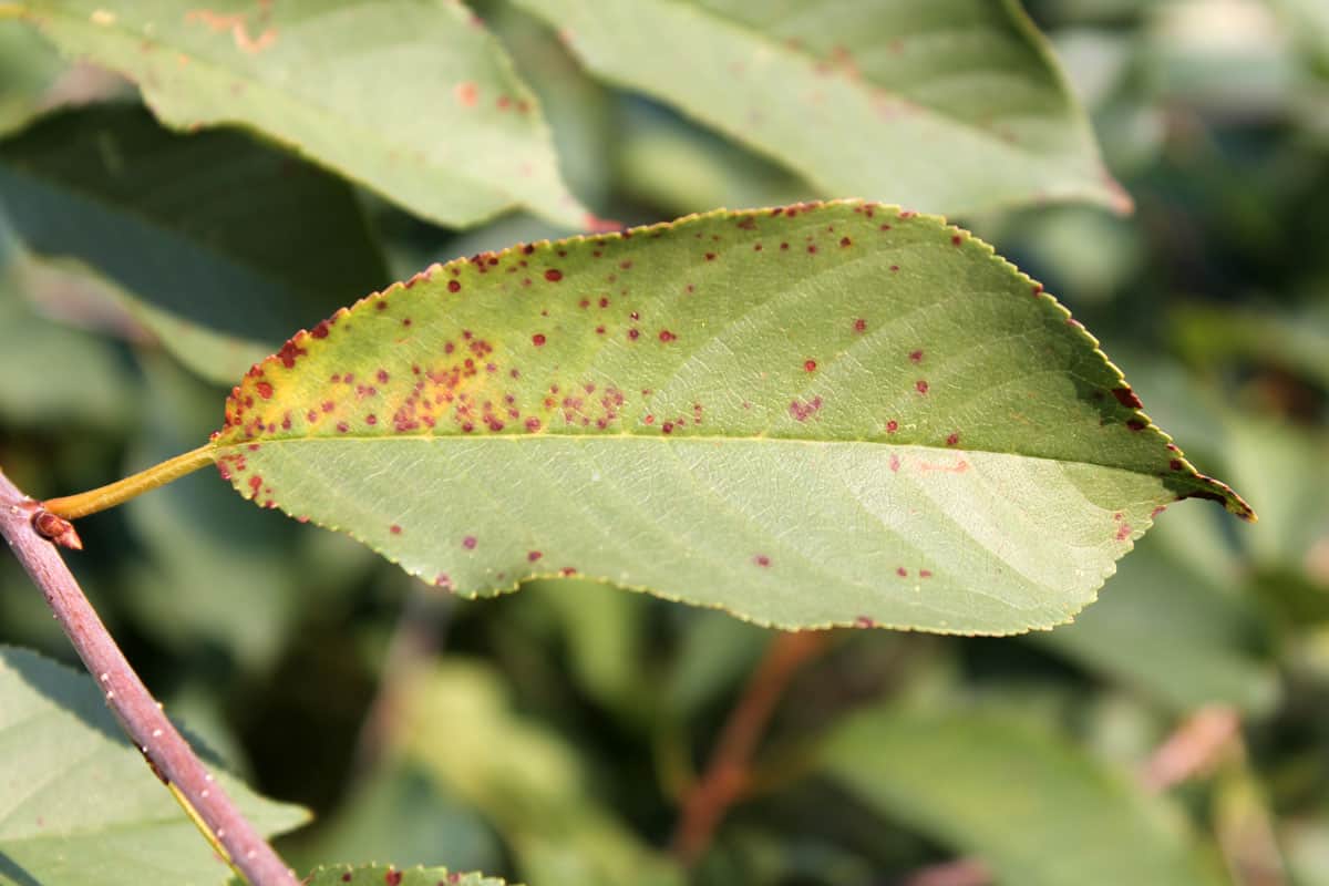 Cherry leaf spot is caused by ascomycete fungus