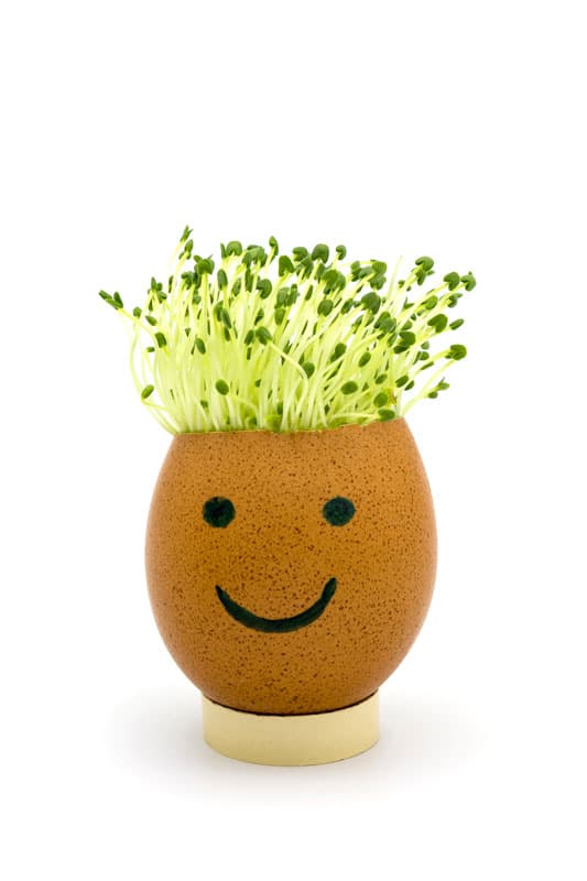 Chia sprouts in eggshell with funny face