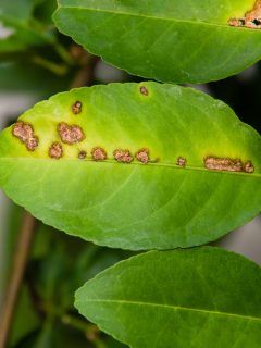 Citrus Canker a deadly plant disease in citrus plants - What Causes Black Spots On Lemon Tree Leaves
