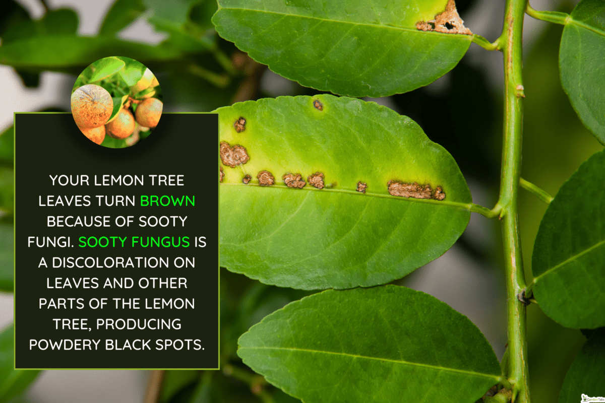 Citrus Canker a deadly plant disease in citrus plants - What Causes Black Spots On Lemon Tree Leaves