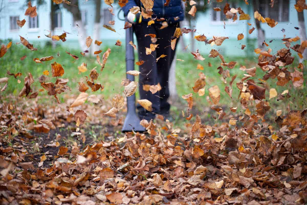 Cleaning dry leaves with a wind turbine. The gardener is cleaning the garden. Autumn cleaning of the yard.