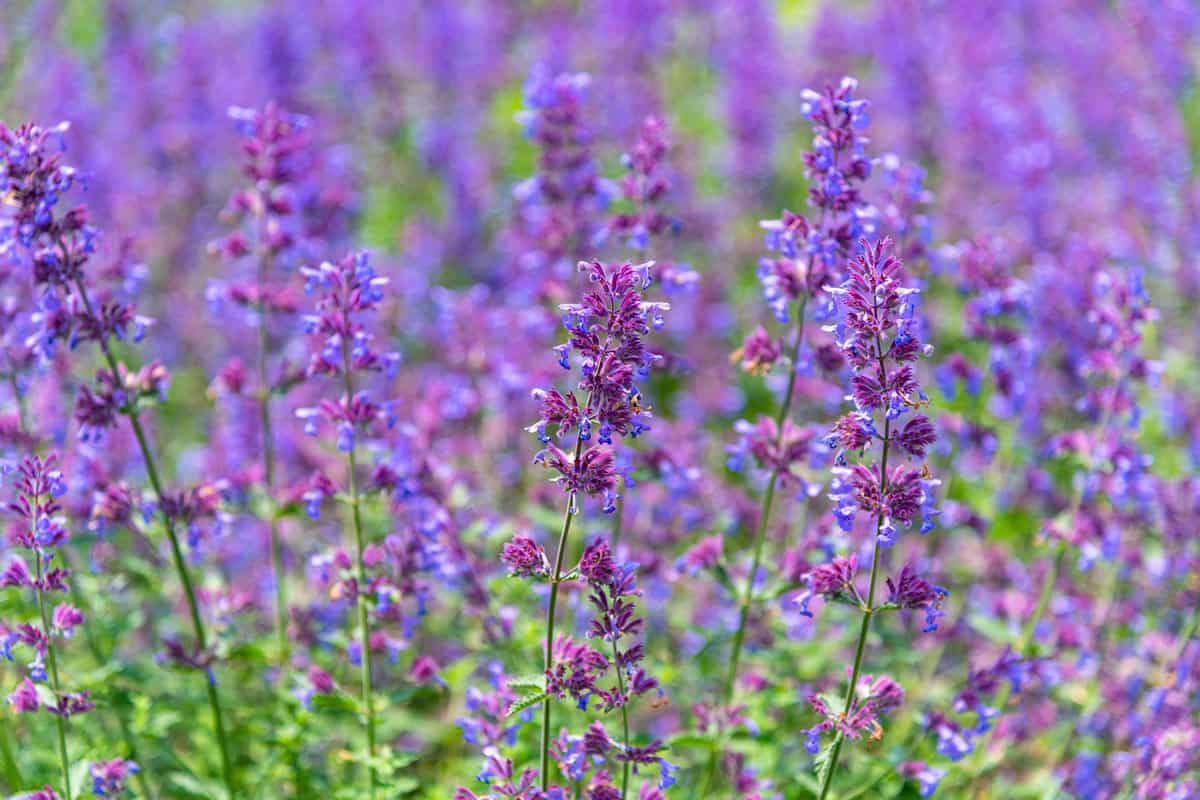 Close-up Catnip flowers field in summer sunny day