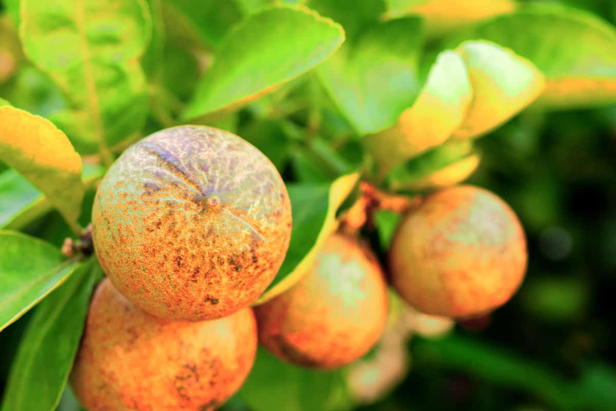Close up green brown with black rust mold spotted lime citrus round fruits on green tree bush, under warm yellow sunlight shade and shadow background 