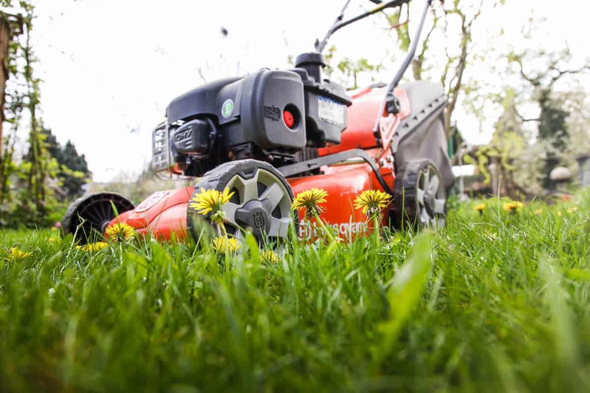 Close up of an orange Husqvarna lawn mower with some dandelions in the foreground.