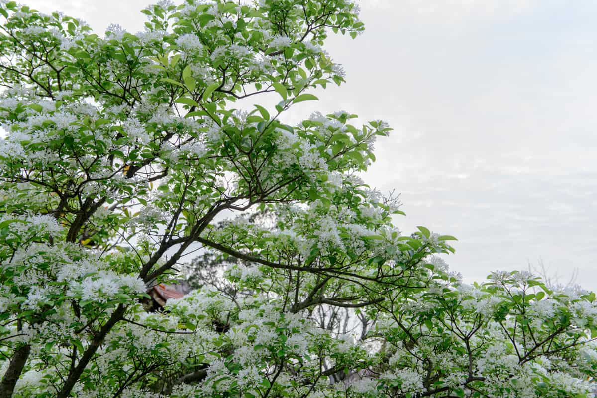 Close up of chinese fringetree blooming