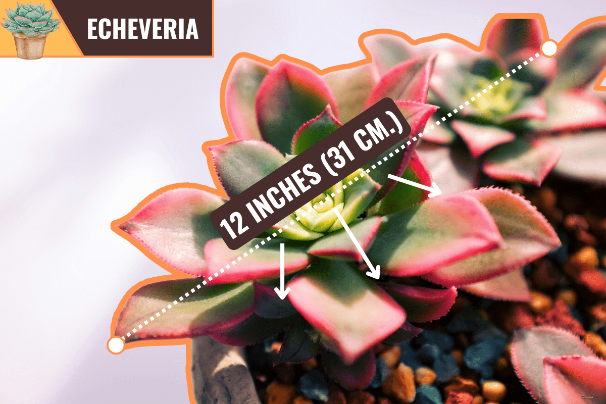 Close up of succulent plants. - How Big Does Echeveria Get