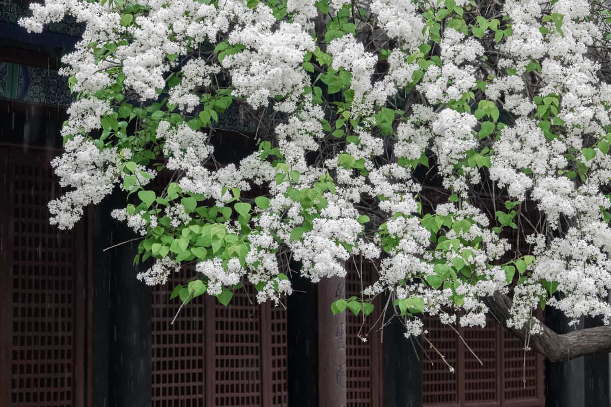 Closeup of a Chinese fringetree growing outdoor with a fence in the background