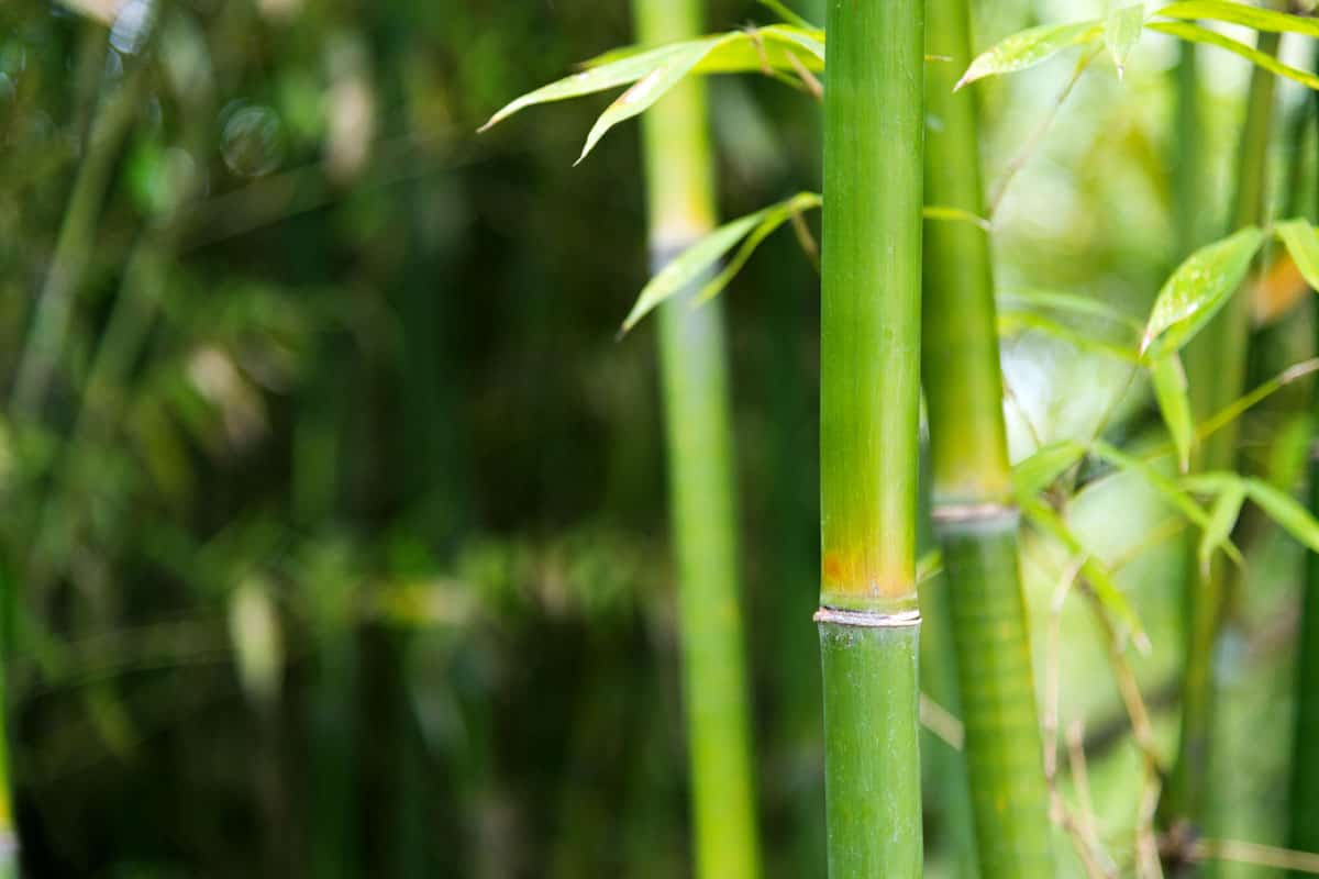 Closeup of green bamboo trees fresh healthy green