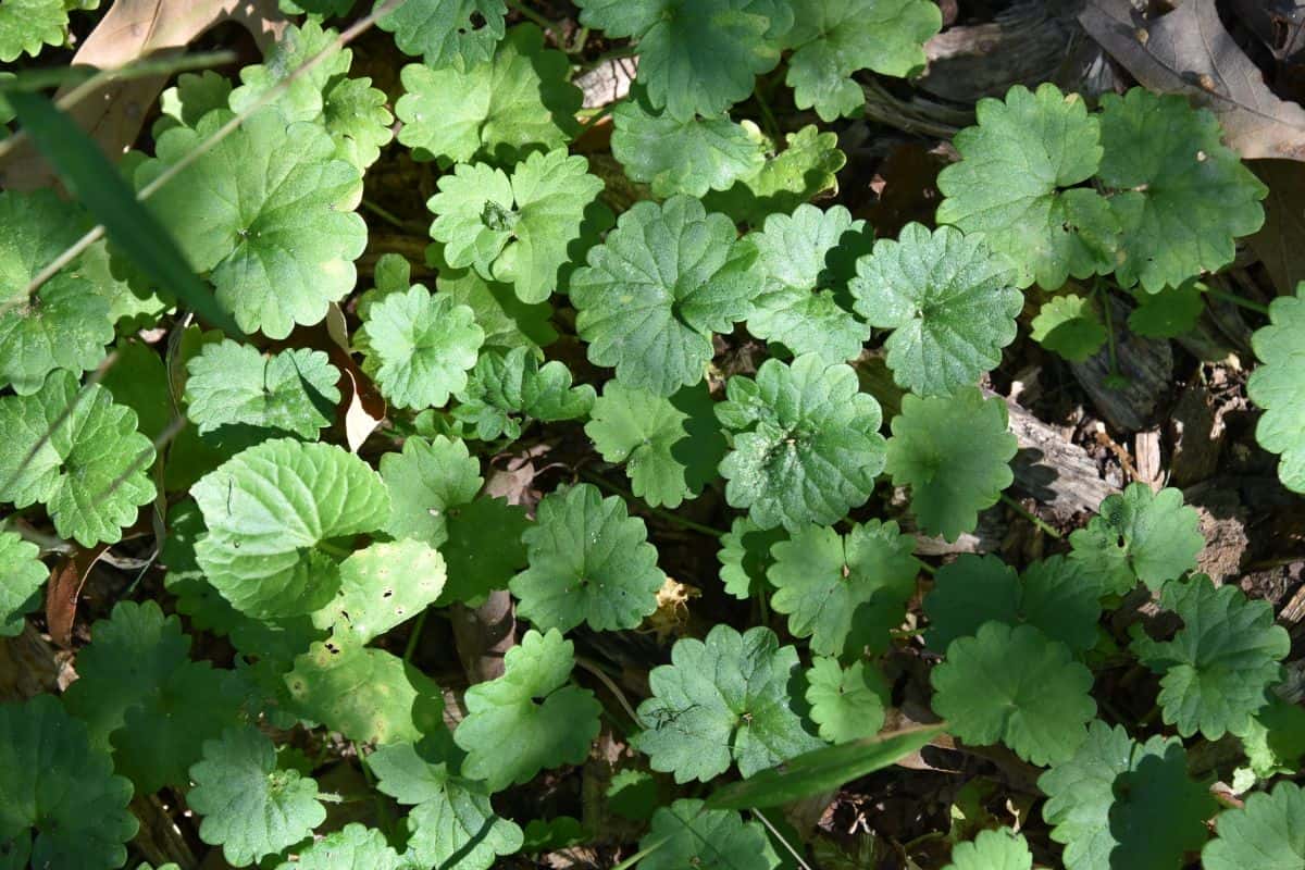 Closeup view of a dense patch of creeping charlie, creating a textured backdrop. The invasive ground ivy feeds on the soft light of the early morning sun. A green leafy plant with scalloped edges.