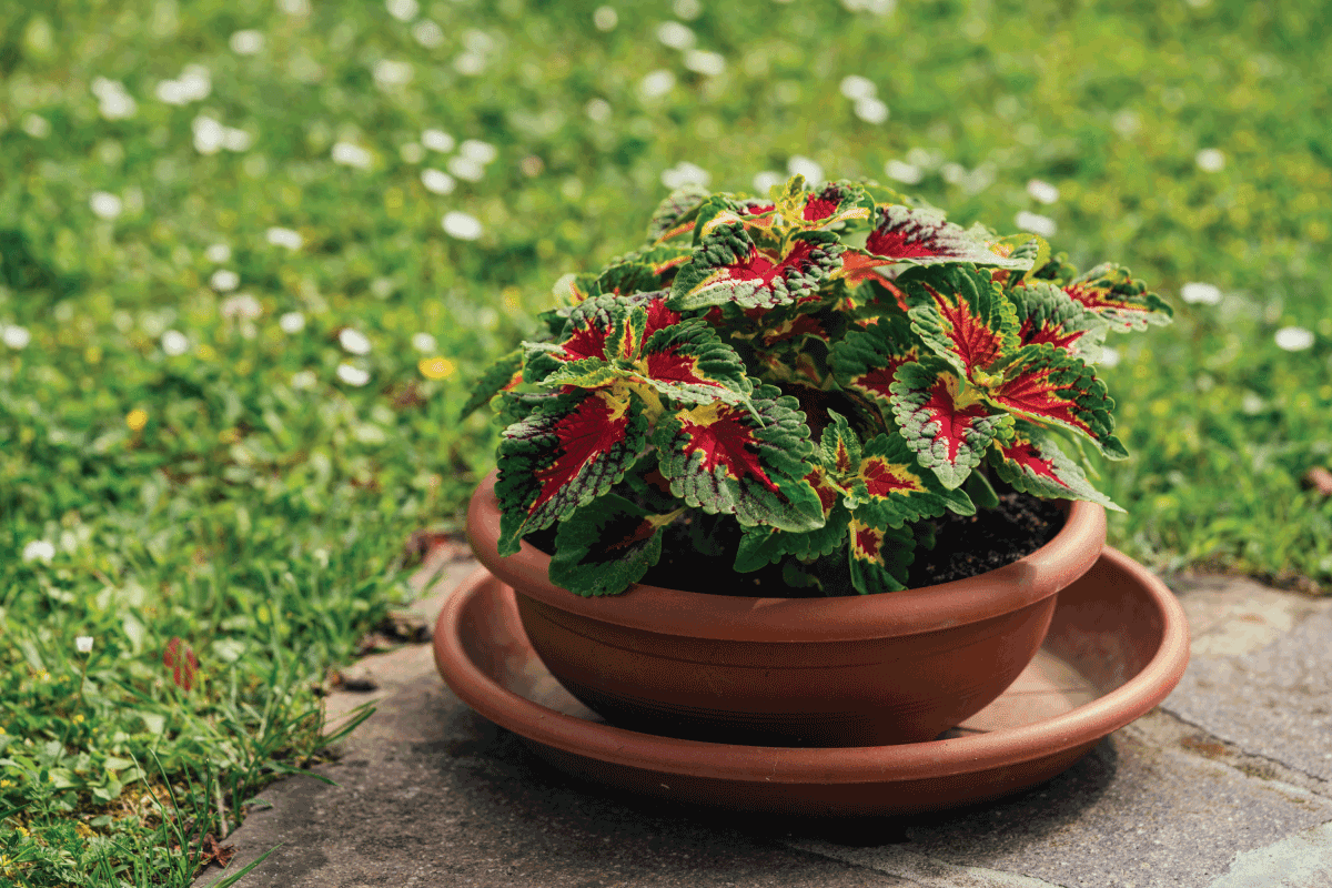 Coleus close up. Home plant. Coleus blame. lant in a flower pot. Floriculture