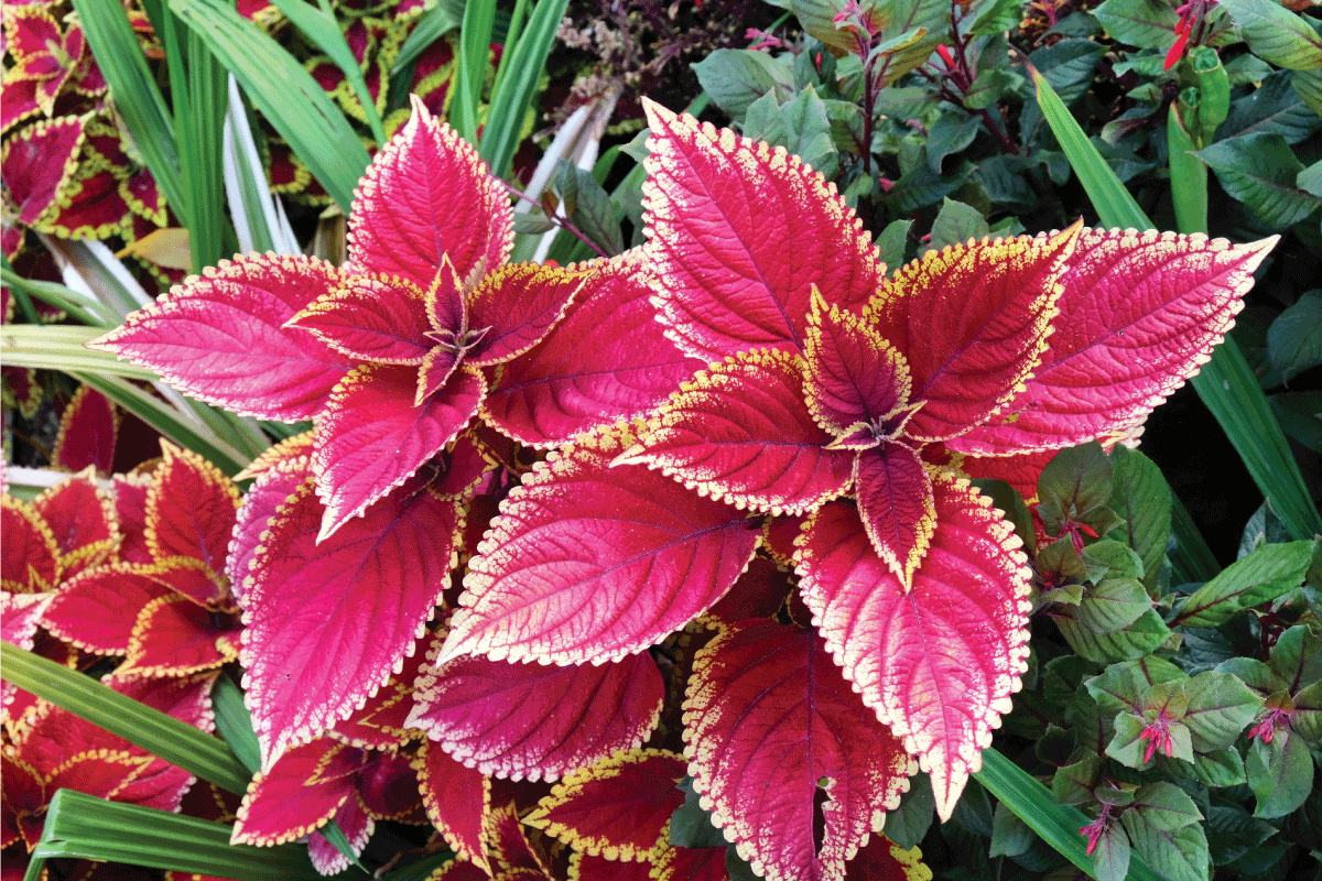Colourful pink leaves of the common colseus plant. Will Coleus Come Back Every Year