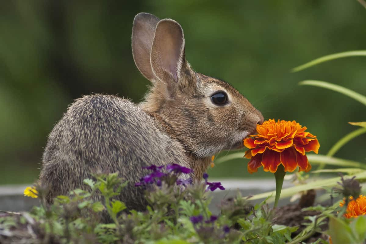 Cottontail rabbit sitting on a meadow with an orange Marigold flower