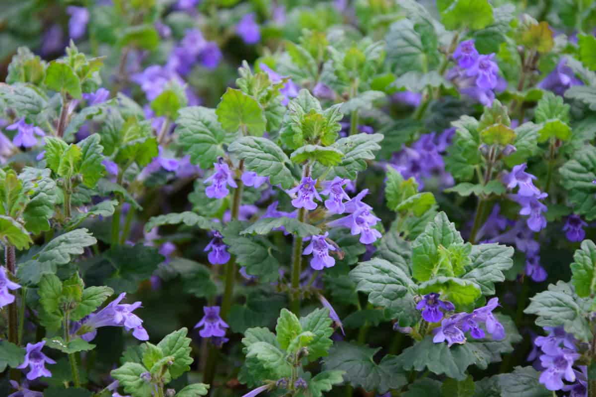 Creeping Charlie –Glechoma hederacea flowers and plants 