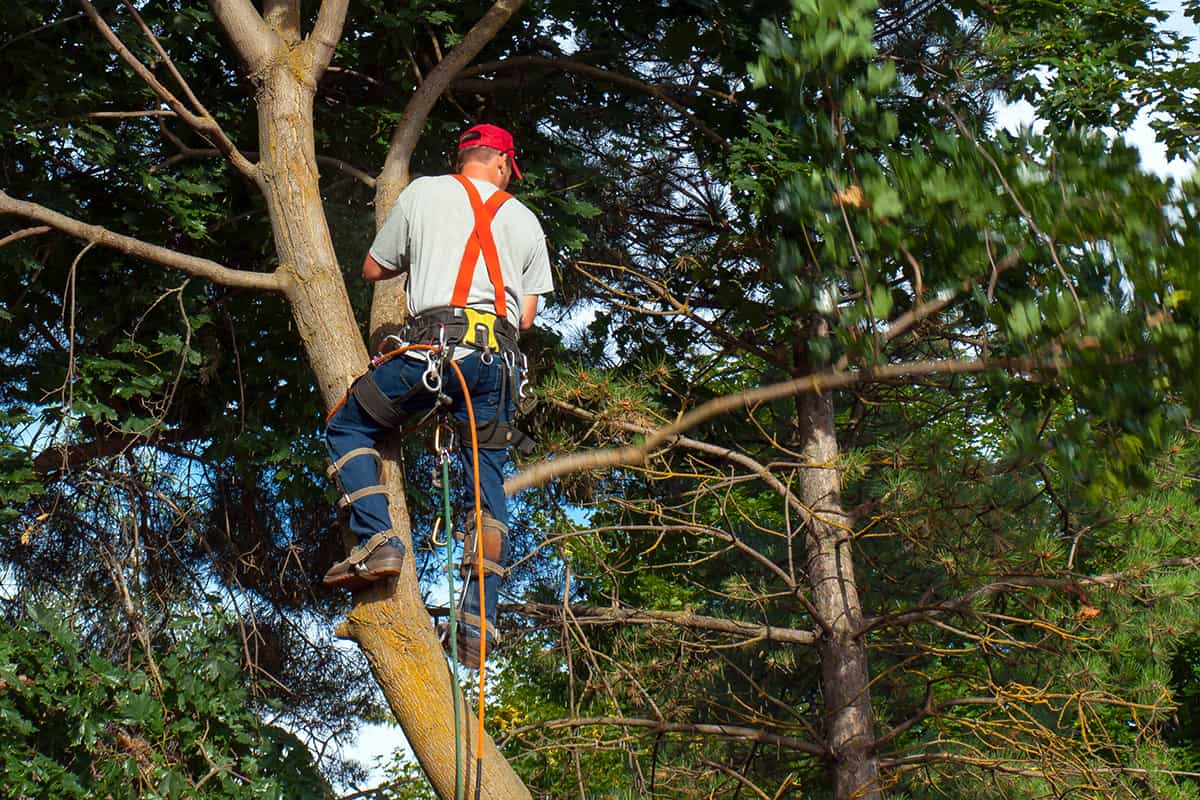 Cutting down a maple tree piece by piece