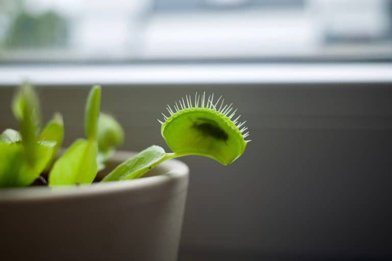 Dionaea muscipula captured a fly! It’s also commonly called the Venus Flytrap, Venus Fly Trap, or VFT - Can Venus Fly Traps Eat Fish Food