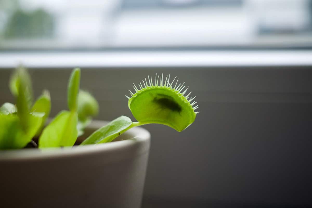 Dionaea muscipula captured a fly! It’s also commonly called the Venus Flytrap, Venus Fly Trap, or VFT. 