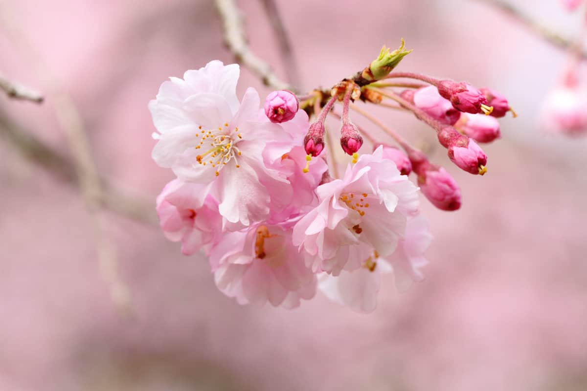 Double Weeping Cherry Blossoms "Yaebenishidare" in Japan 