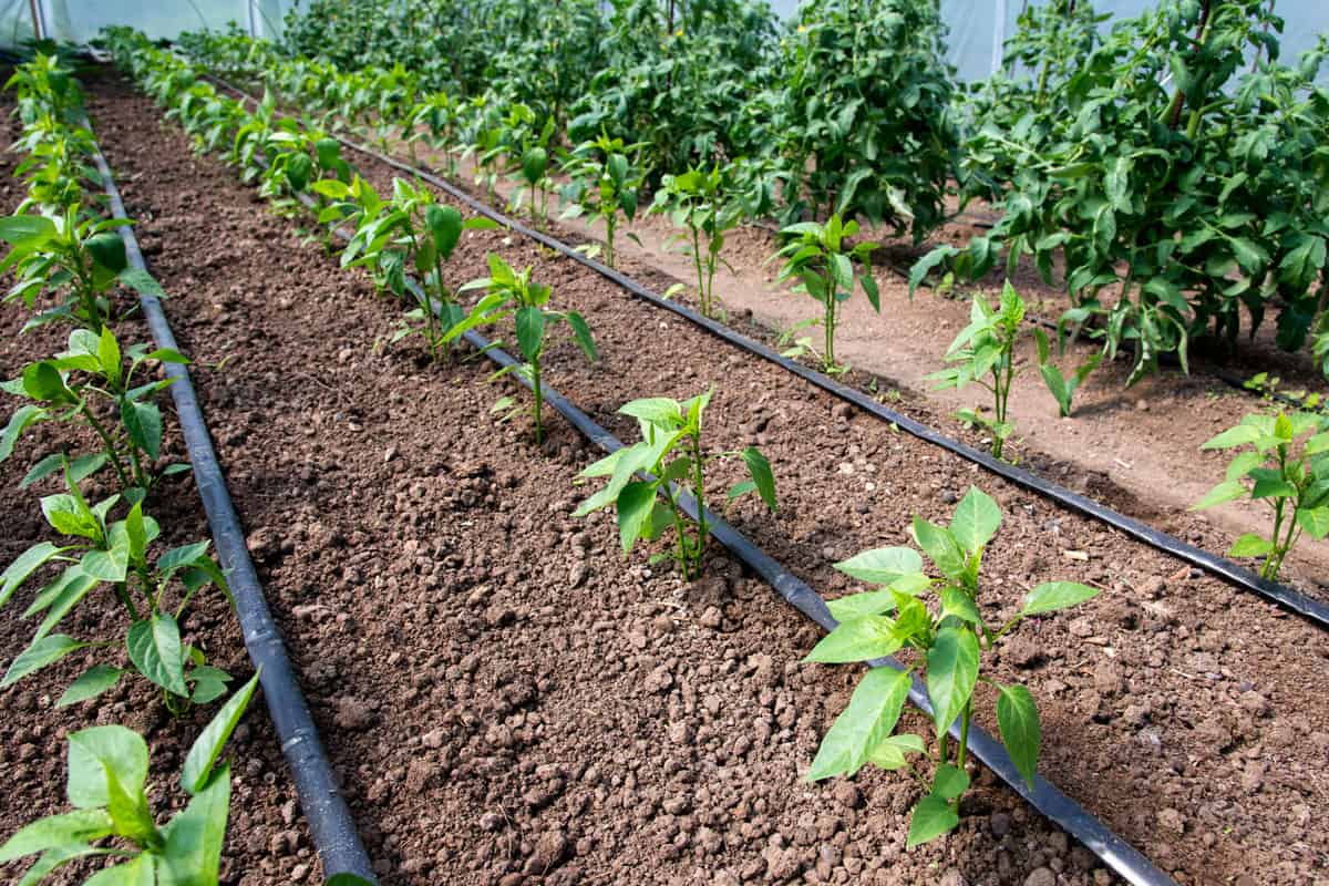 Drip lines next to plants at a small vegetable plantation