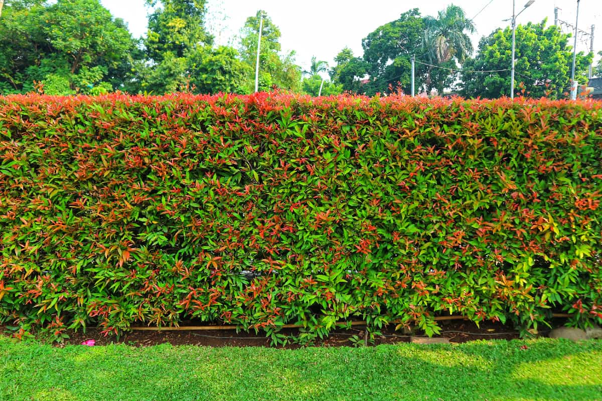 Eugenia bush as a house fence