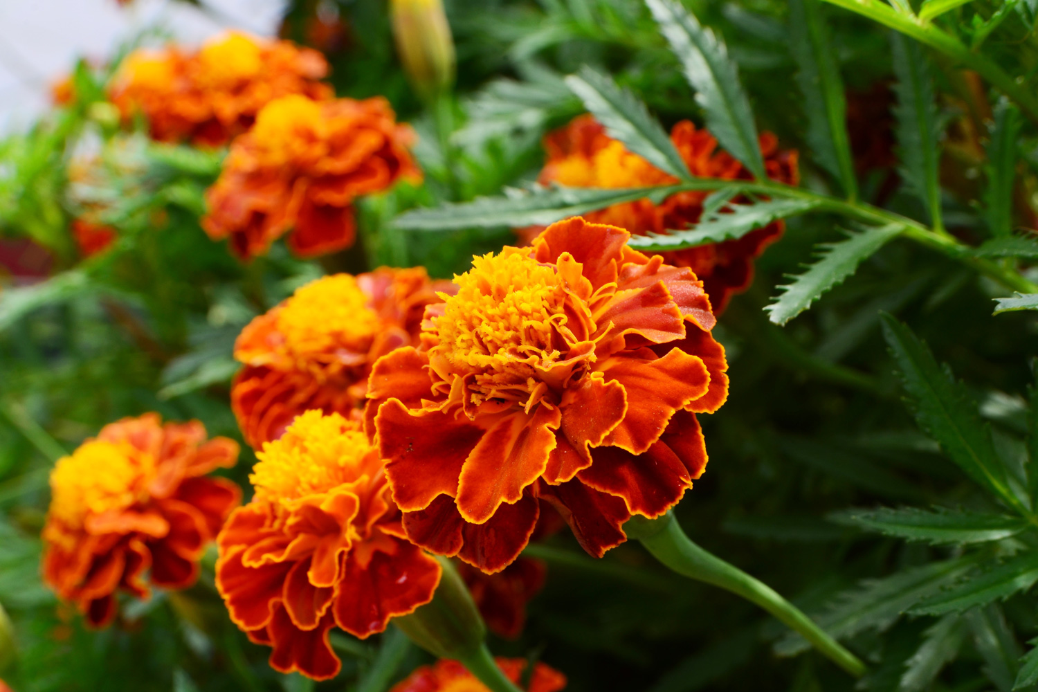 French marigold flowers or Tagetes patula or marigold bolero have reddish-orange petals with a combination of yellow