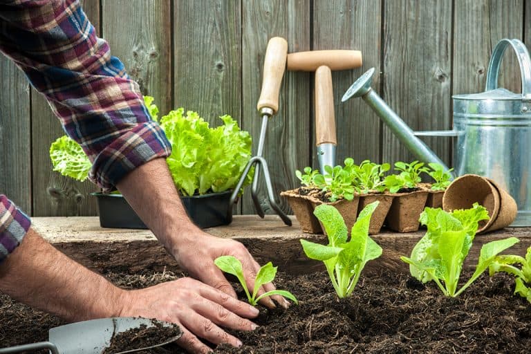 Farmer planting young seedlings of lettuce salad in the vegetable garden, How Do You Prepare Soil For A Vegetable Garden In Florida?