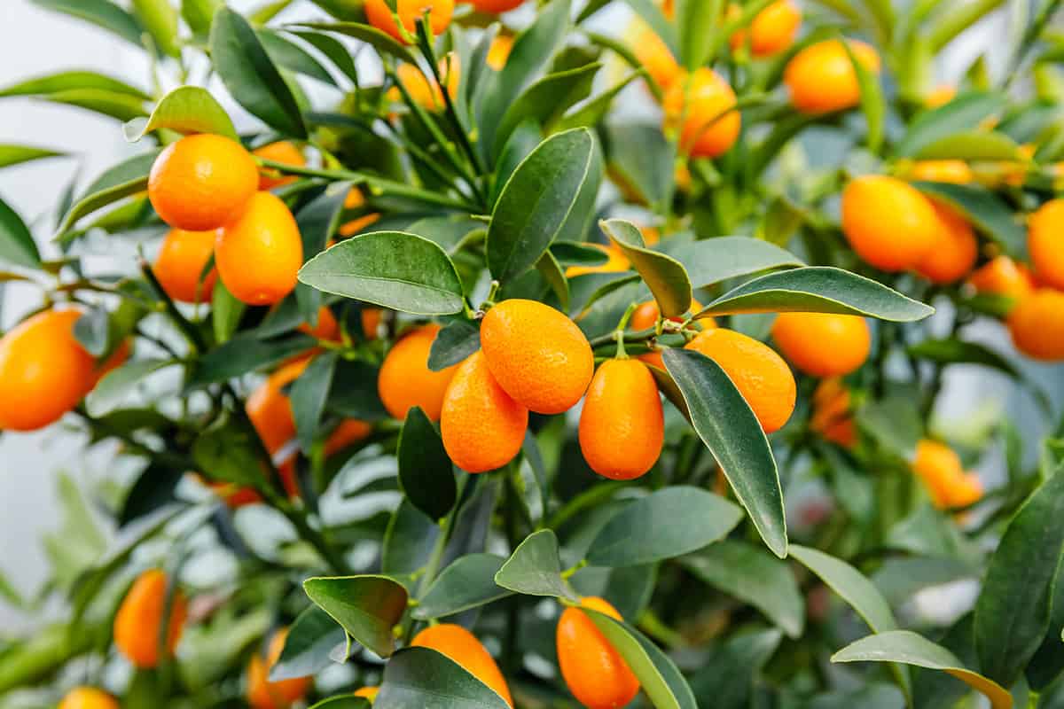 Fortunella margarita kumquats foliage and fruits on kumquat tree