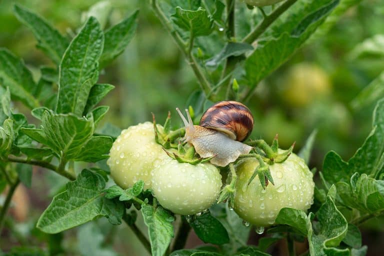 A garden brown snail pest sitting on green tomatoes, 15 Most Common Types Of Garden Snails [& How To Identify Them]