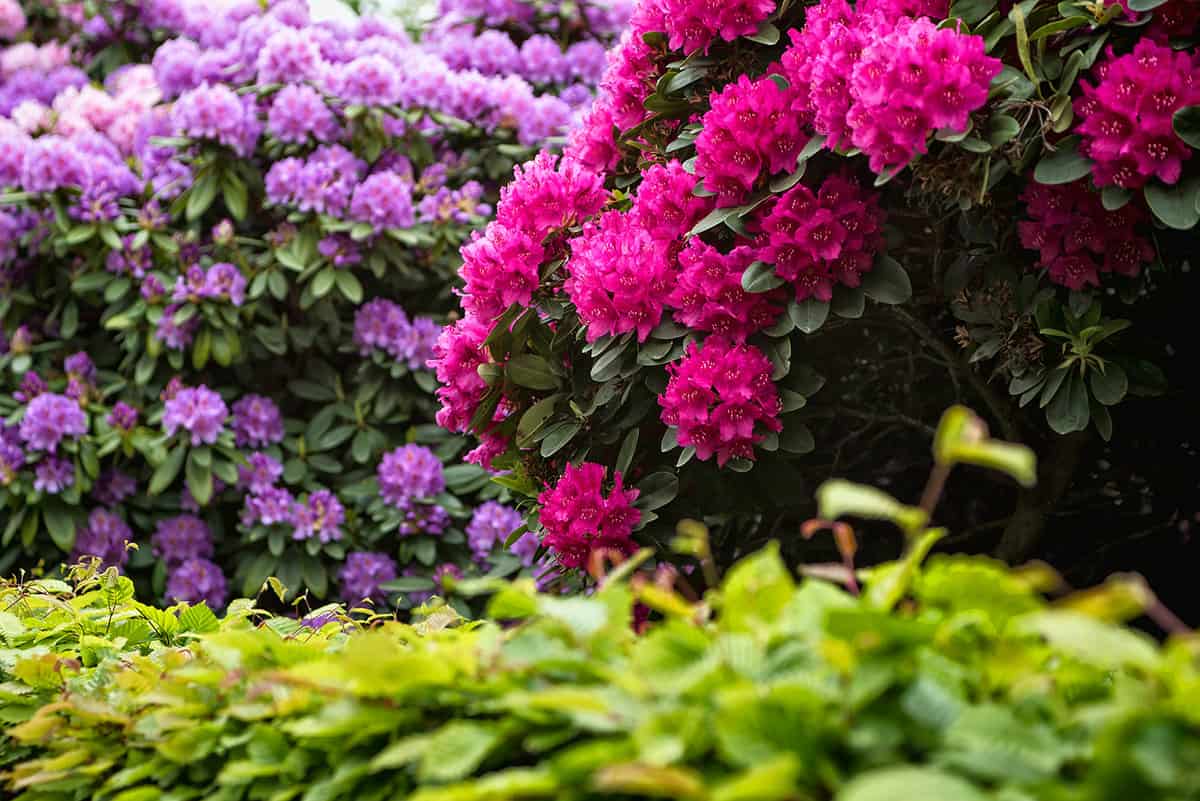 Garden with rhododendrons and flowering bushes