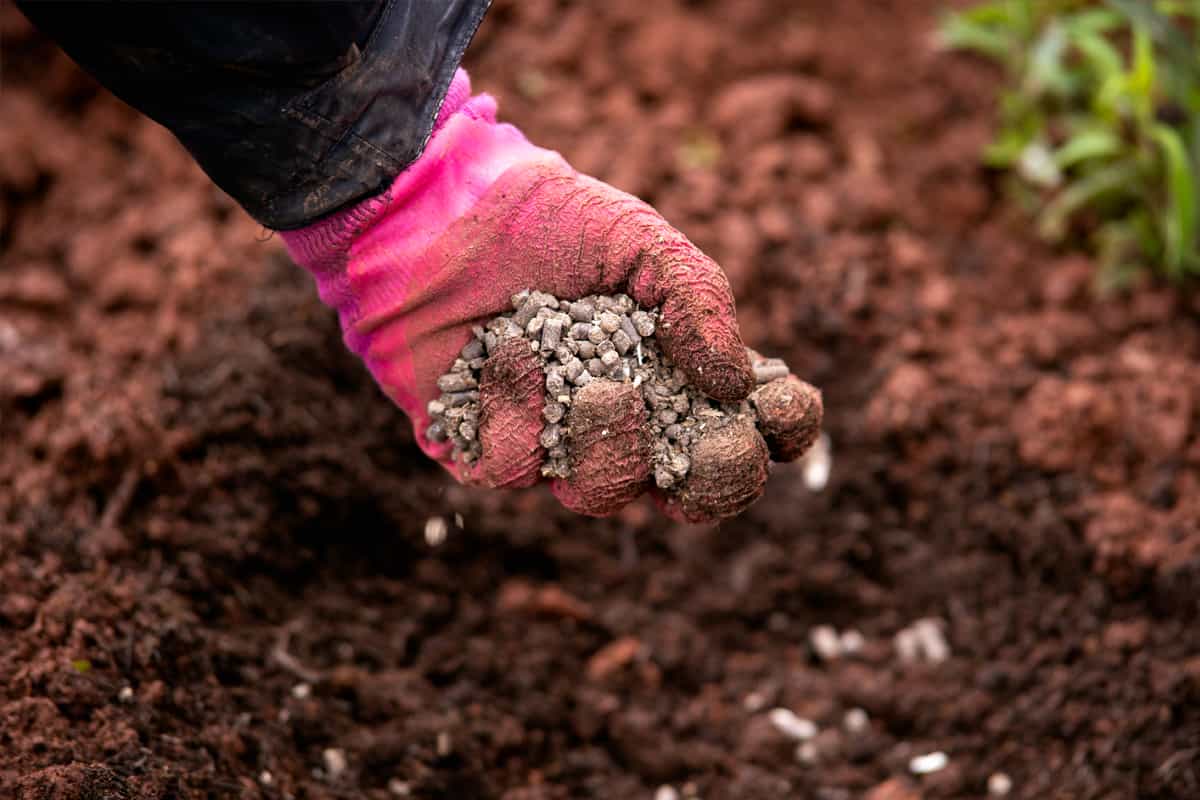 Gardener adding chicken manure pellets to soil ground
