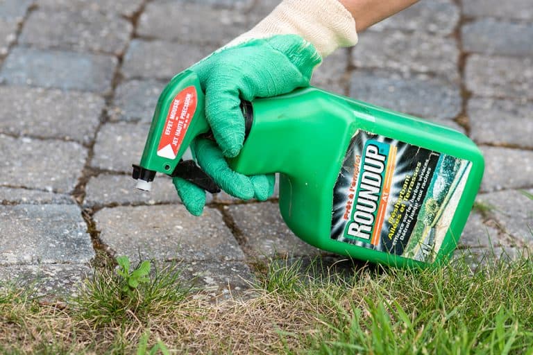 Gardener applying roundup herbicide in a french garden, Can You Spray Roundup At Night [Or Does It Need Sunlight To Work]?