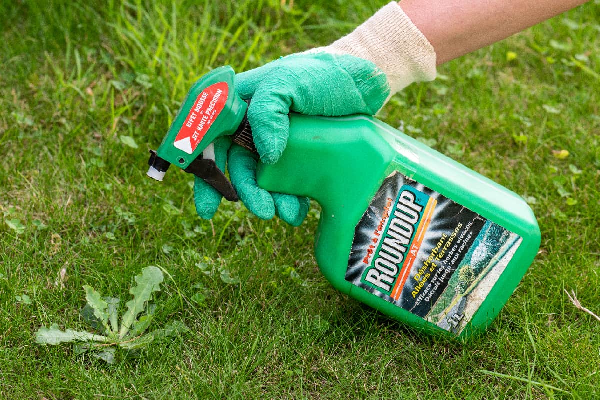 Gardener using Roundup herbicide in a garden
