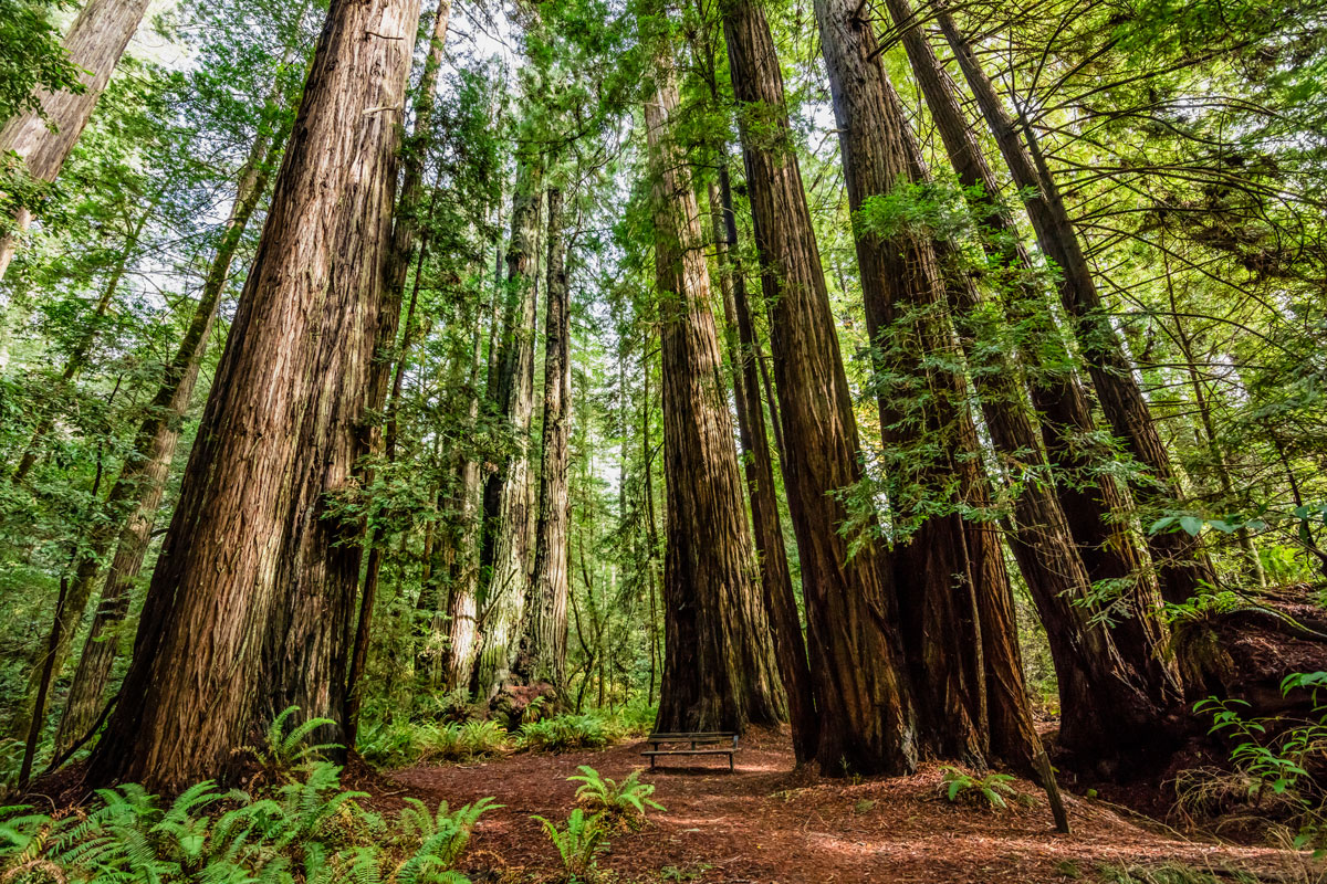 Giant Redwood Conifer trees at California