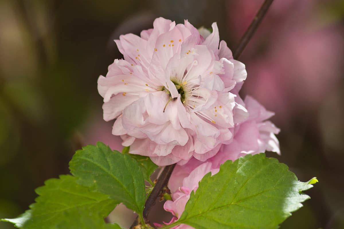 Gorgeous pink Almond bush flower photographed up closes