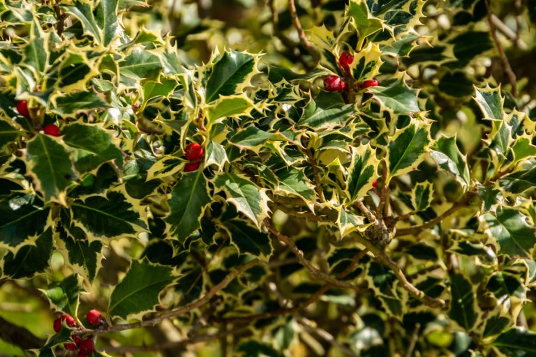 Christmas holly Ilex aquifolium Argentea Marginata growing in a park. Graceful fringed leaves with red berries are waiting for the New Year. Nature concept for design, Are Fringe Tree Berries Edible?