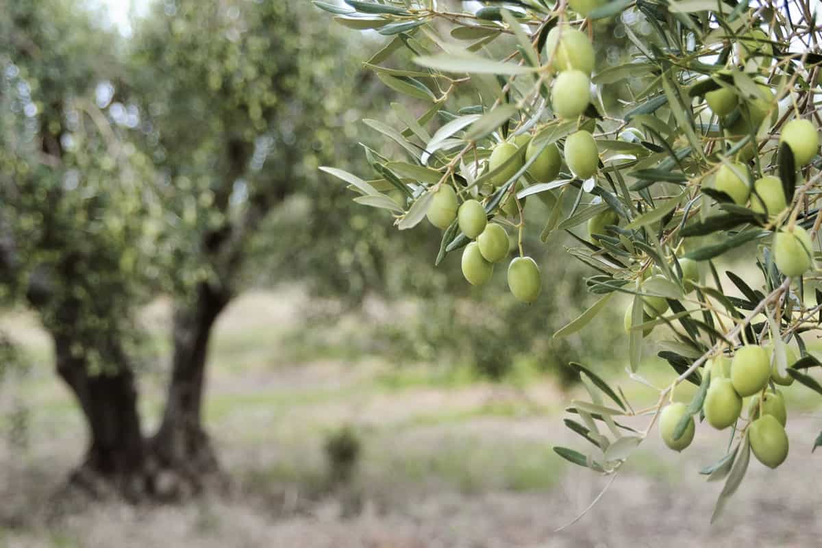 Greek olive grove detail.