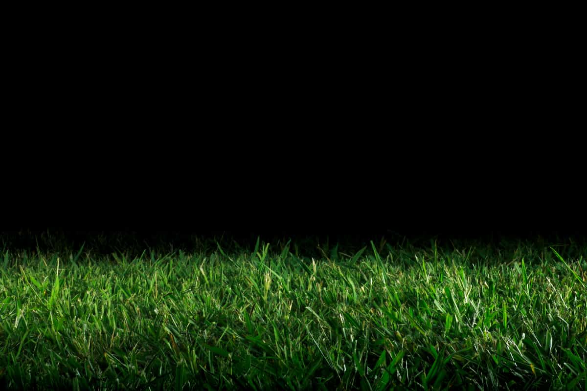 Green grass in the field at night