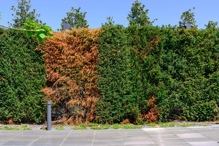 Green wall with died tree shrub, How To Hide A Dead Conifer Hedge