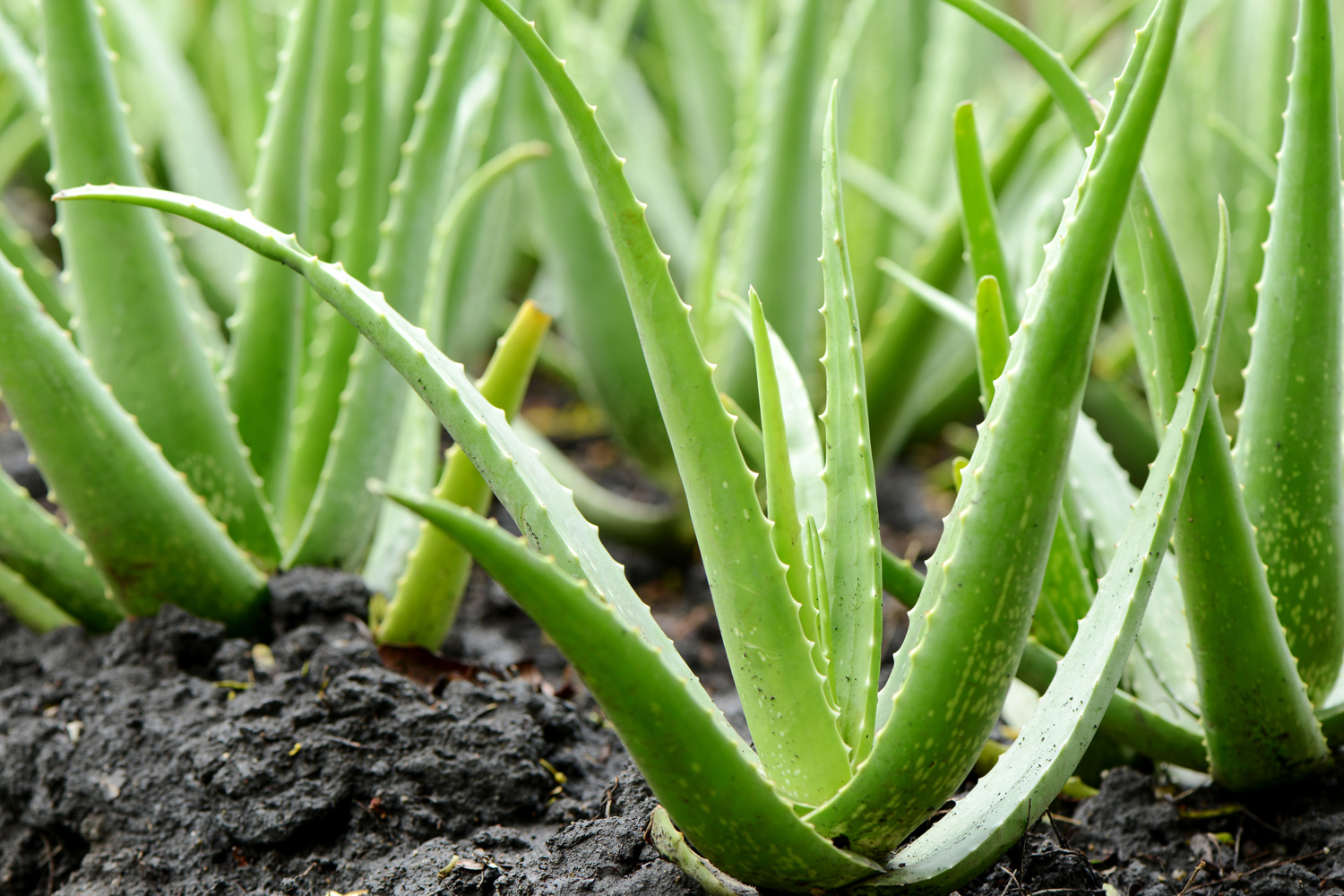 Group of Aloe Vera Plant growth in farmMore Aloe Vera image, Aloe Vera Plant growth in farm