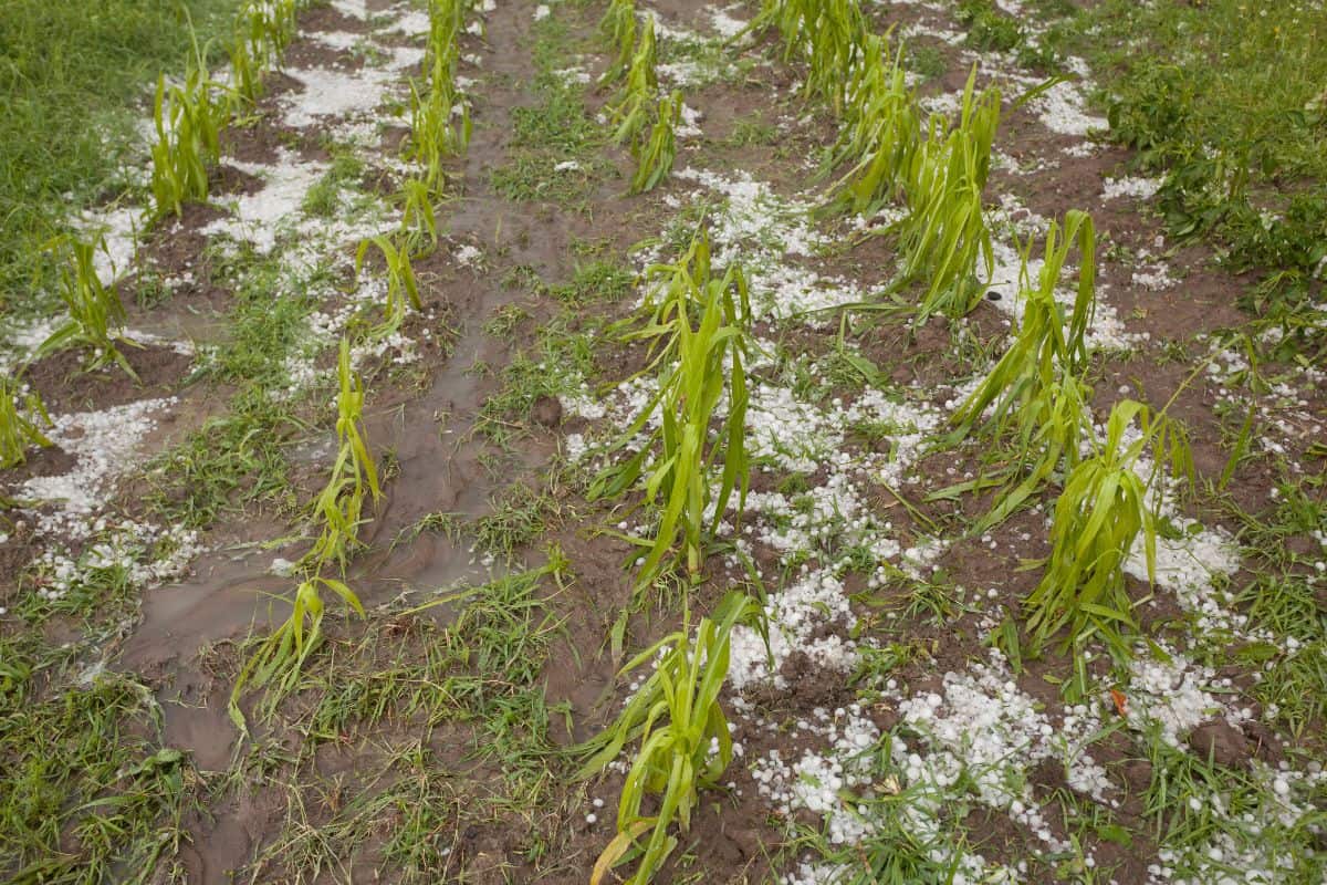 Hail make damag on agricultural field - ruined field of corn after storm - Summer Weather Storm Disaster
